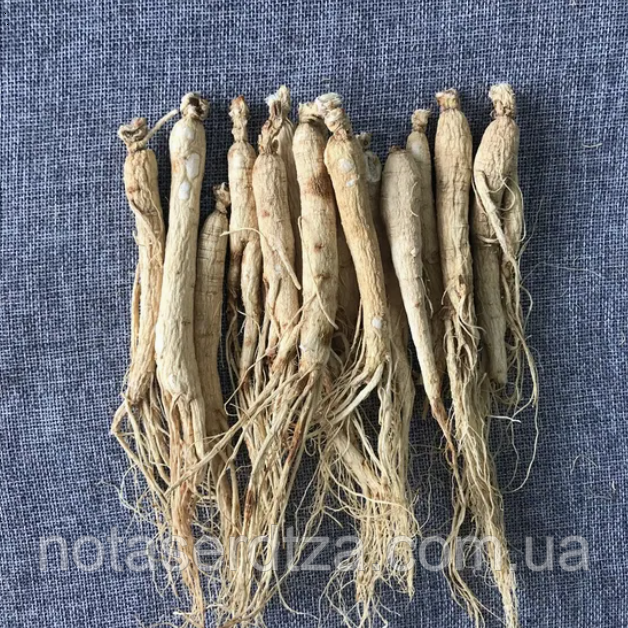 Корінь женьшеня сушений 500г. Китай. Від 6 років., фото 1