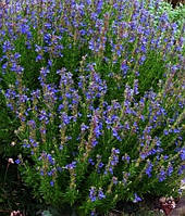 Гіссоп (Hyssopus officinalis) (насіння 30 шт)