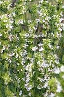 Гісоп зервшанський  (насіння 30 шт)