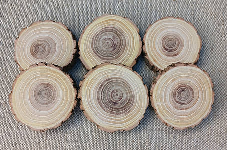Зріз дерева для творчості, шліфований з двох боків 5 шт. (5-6 см), фото 1