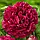 Півонія   "Bordeaux" (Бордо), фото 2
