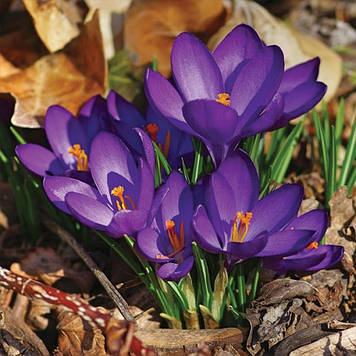 Крокус ботанічний Ruby Giant (розмір 5/7)