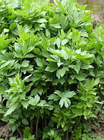 Любисток ( Levisticum officinale ) (насіння 30 шт)