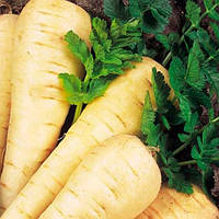 Пастернак - (насіння 0,5 г)