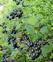 Санберрі (Sunberry) — насіння 30 шт.