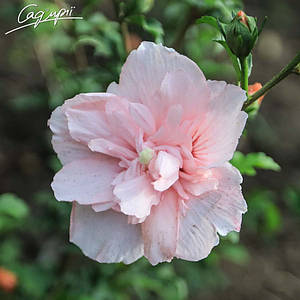 Гібіскус сирійський 'Pink Chiffon'® Контейнер 2л