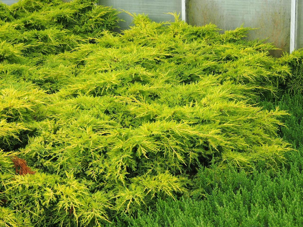 Ялівець середній, Juniperus media 'Gold Star', 50 см., фото 1