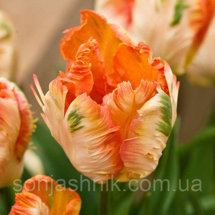 Тюльпан Папуговий Apricot Parrot 10/11