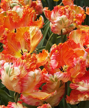 Тюльпан Папуговий Apricot Parrot 10/11, фото 2