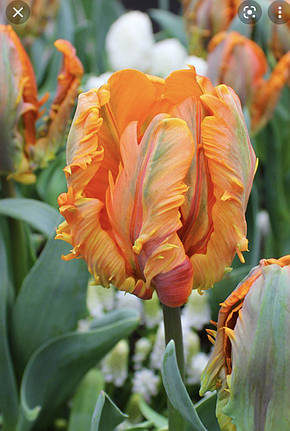 Тюльпан Папуговий Apricot Parrot 10/11, фото 3