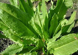 Шапінат Утеуша (насіння 30 шт)