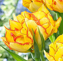 Тюльпан Aquilla Махровий + Багатоквітковий 10/11