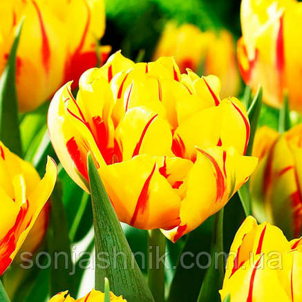 Тюльпан Махровий Monsella 10/11, фото 2