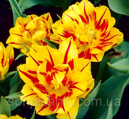 Тюльпан Махровий Monsella 10/11, фото 1