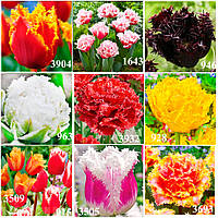 Набір 10 різних бахромчатих тюльпанів