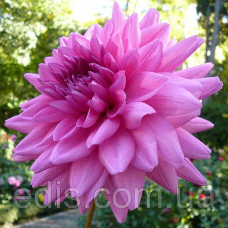 Жоржина високоросла Rosella, фото 1