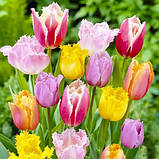 Бахромчаті тюльпани мікс, 15шт, фото 2