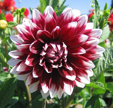 Жоржина гігантська Duet