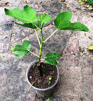 Інжир Кримський синій. У контейнерах 0.5 л.