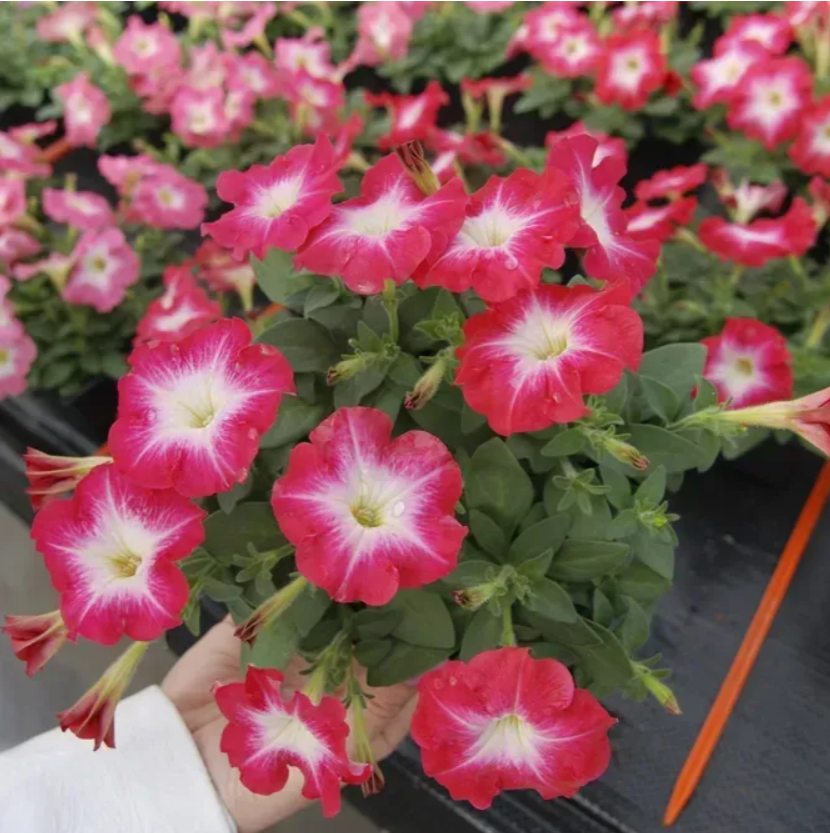 Петунія мультіфлора Ламбада F1 Полумяний ранок Професійне насіння 20 шт, фото 1