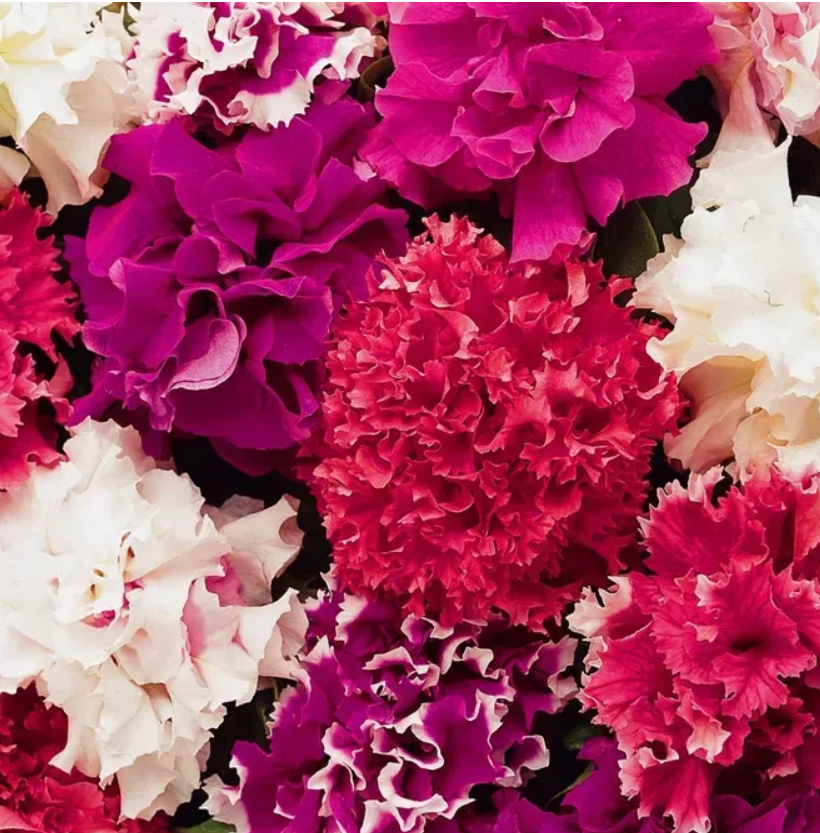 Петунія грандіфлора Глорія F1 махрова суміш 20 шт Професійне насіння, фото 1