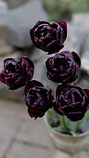 Тюльпан Махровий Black Hero 10/11, фото 4