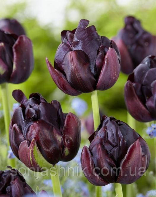 Тюльпан Махровий Black Hero 10/11