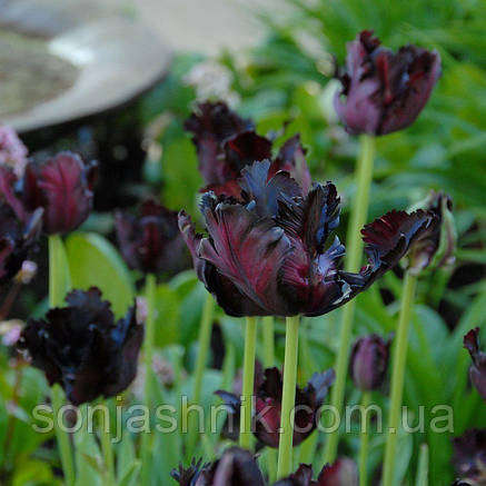 Тюльпан Папуговий Black Parrot 10/11, фото 2