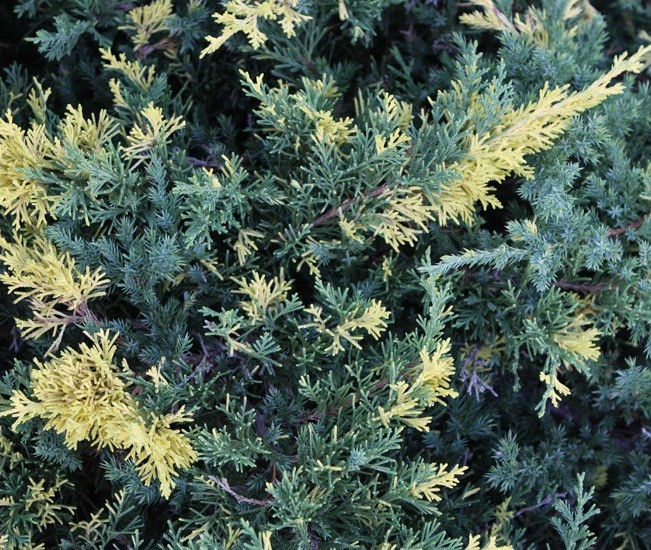 Ялівець китайський 'Експанса Варієгата' Juniperus chinensis 'Expansa Variegata',, фото 1