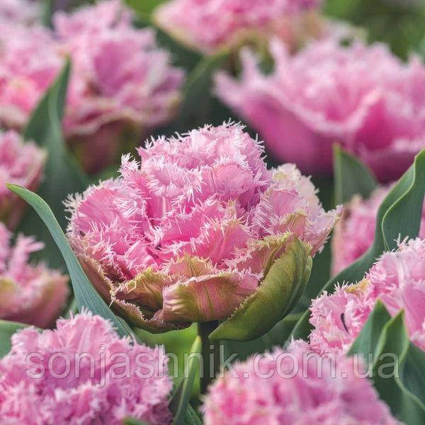 Тюльпан Махровий + Оторочений Cairns 10/11
