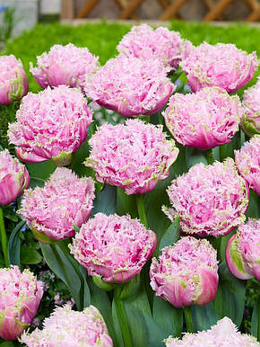 Тюльпан Махровий + Оторочений Cairns 10/11, фото 2