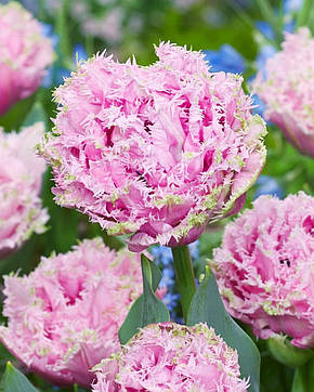 Тюльпан Махровий + Оторочений Cairns 10/11, фото 3