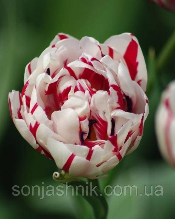 Тюльпан Махровий Carnaval de Nice 10/11