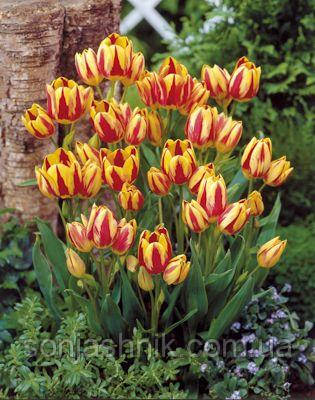 Тюльпан Багатоквітковий Colour Spectacle 11/12