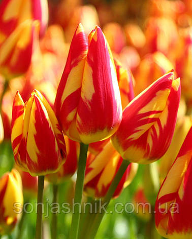 Тюльпан Багатоквітковий Colour Spectacle 11/12, фото 2