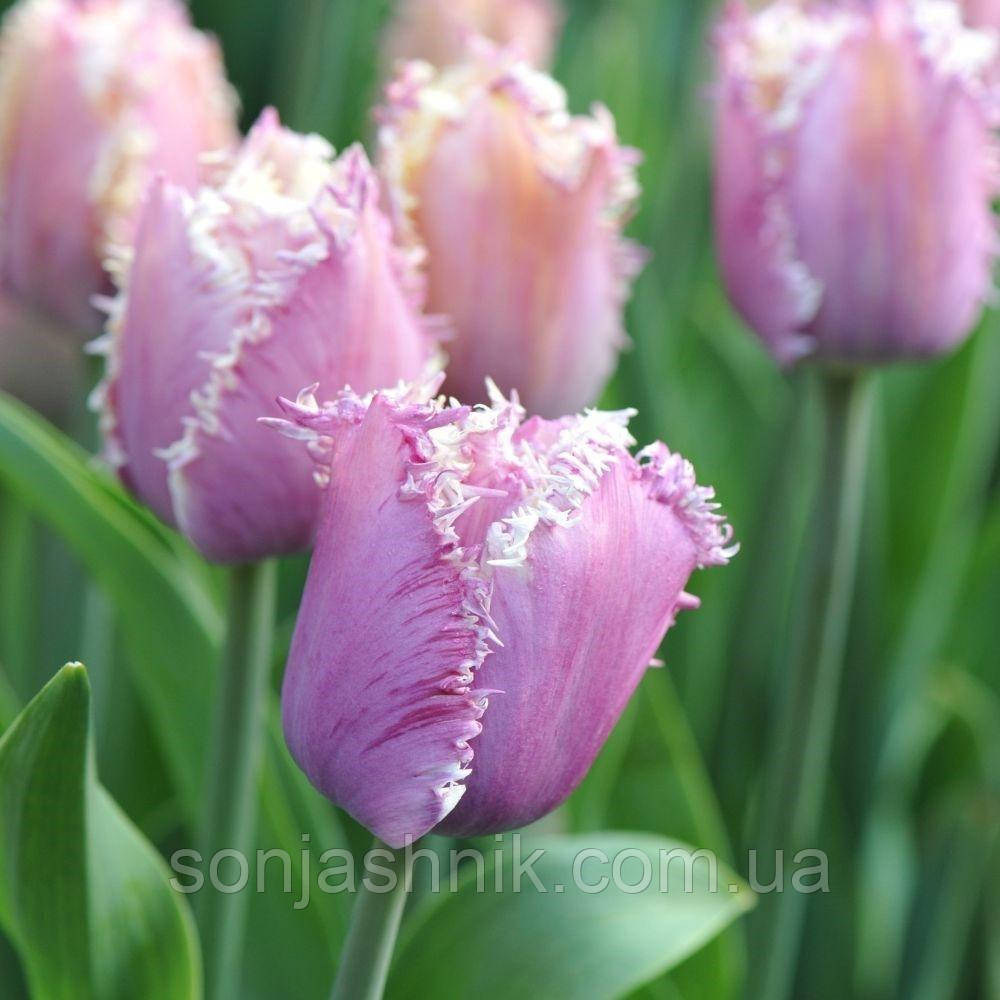 Тюльпан отрочений Crunchy Cummins 10\11