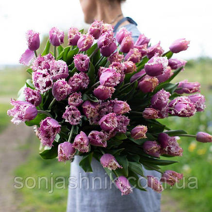 Тюльпан отрочений Crunchy Cummins 10\11, фото 2