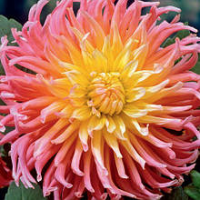 Жоржина кактусова Apricot Star (Епрікот Стар)