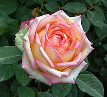 Троянда  Anna Molinari (Анна Молінарі)