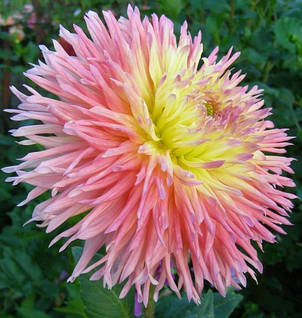 Жоржина кактусова Fringed Star, фото 1