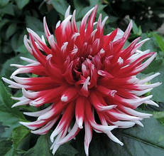 Жоржина кактусова Friquolet