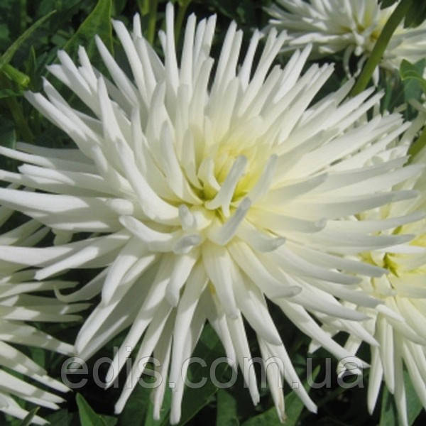 Жоржина кактусова Playa Blanca