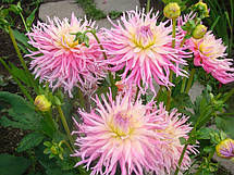 Жоржина кактусова Star's Favourite, фото 5