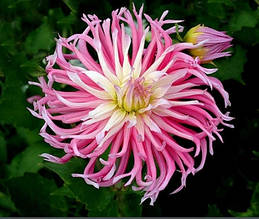 Жоржина кактусова Star's Favourite