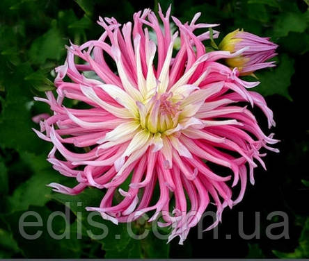 Жоржина кактусова Star's Favourite, фото 1