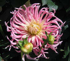 Жоржина кактусова Star's Favourite, фото 3
