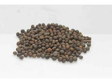 Трава ВИКА ЯРА 1 кг ТМ НАСІННЯ УКРАЇНИ