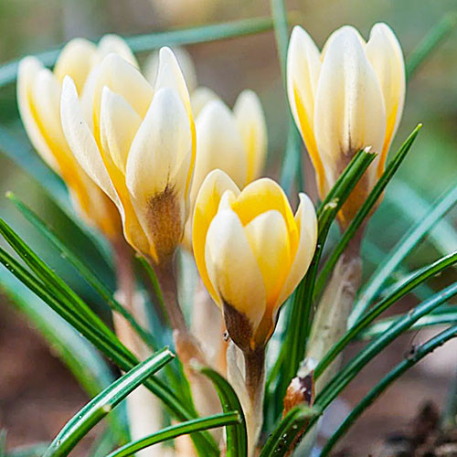 Крокус ботанічний Romance 3 шт, фото 1