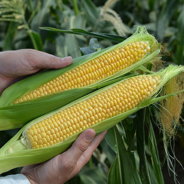 Ліскам F1 (5000 нас.) насіння кукурудзи солодкої Clause, фото 1