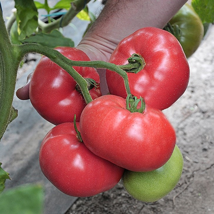 Афен F1 (250 нас.) насіння томату Clause, фото 1